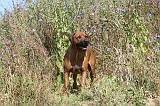 RODESIAN RIDGEBACK 019